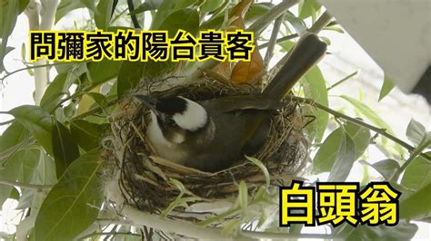 白頭翁築巢風水|白頭鵯